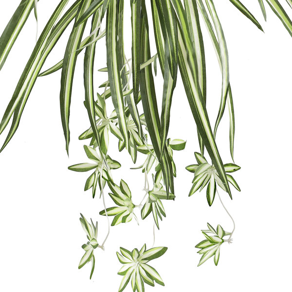 Primrue 25" Artificial Hanging Spider Plant Wayfair